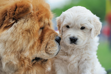 Baby swiss shepherd and brown chow chow