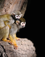 Common Squirrel Monkey