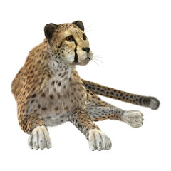 Big Cat Cheetah