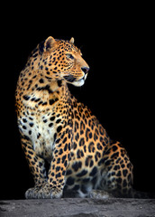 Leopardenporträt auf dunklem Hintergrund