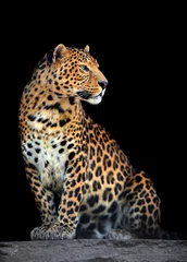 Foto auf Acrylglas Leopard Leopardenporträt auf dunklem Hintergrund