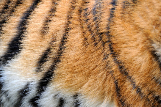 Texture of real tiger skin