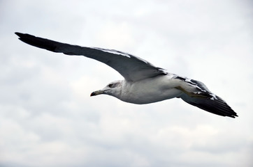 flying seagull
