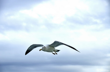 flying seagull
