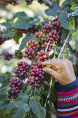 coffee farmer harvesting coffee bean