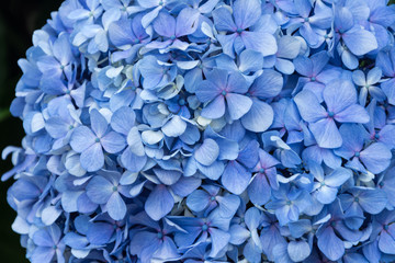 Blue geranium