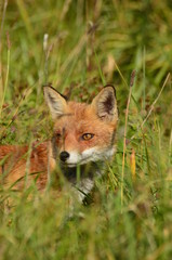 Renard roux (Vulpes vulpes)