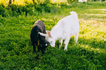 Obraz premium Little Goats, Black and White