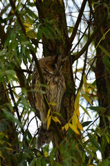 Hiboux moyen-duc (Asio otus) 