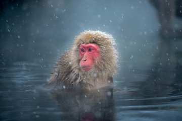 Monkey in a natural onsen (hot spring), located in Snow Monkey, Nagono Japan.
