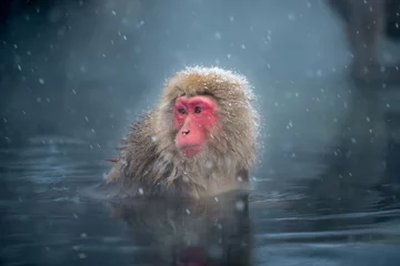 Photo sur Plexiglas Singe Singe dans un onsen naturel (source chaude), situé à Snow Monkey, Nagono au Japon.