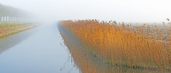 Reed along a foggy canal in autumn
