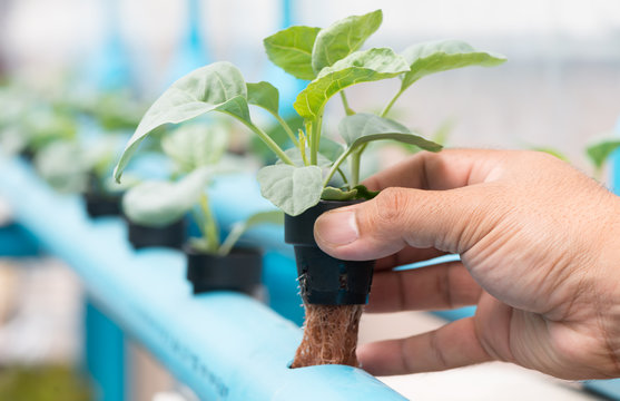 Vegetables Hydroponics Farm