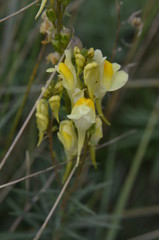 Linaire commune (Linaria vulgaris)