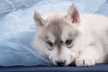 Cute little puppy of syberian husky