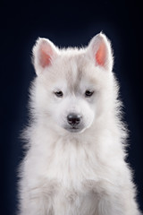Cute little puppy of syberian husky