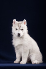 Cute little puppy of syberian husky