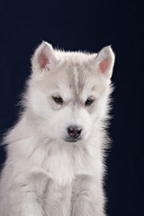 Cute little puppy of syberian husky
