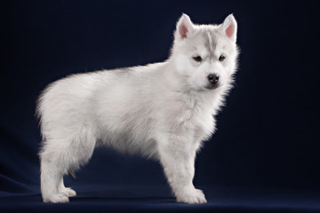 Cute little puppy of syberian husky