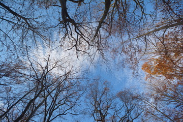 Herbstliche Wälder