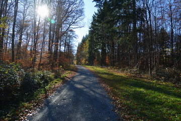 Fototapeta premium Herbstliche Wälder
