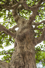 Fototapeta na wymiar vertical photo of tree