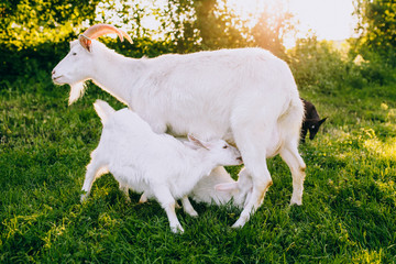Fototapeta premium Mother and kids goats on a green lawn at summer