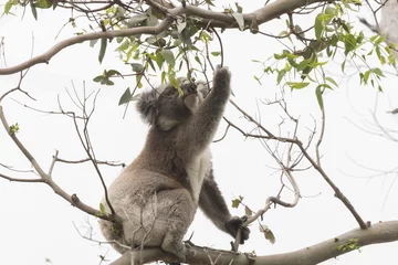 Photo sur Plexiglas Koala Koala cueillant des feuilles d& 39 eucalyptus pour manger