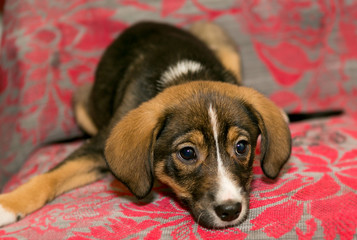 Puppy lying on the coverlet of the sofa