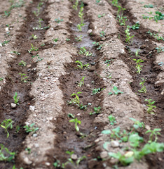 Fresh Watered Rows Of Pepper In A Garden