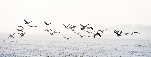 Birds flying over a snowy field in winter - obrazy, fototapety, plakaty
