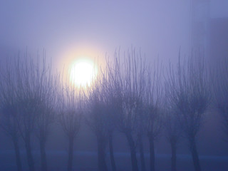sunrise in the thick fog through the winter trees
