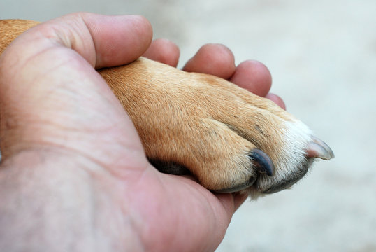 Man hand holding amstaff dog paw