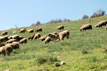Picure of a A flock of sheep grazing