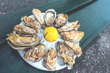 A dozen oysters on a plastic plate