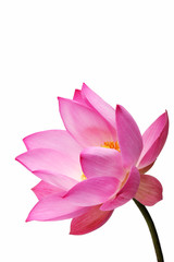 Obraz premium lotus flower isolated on white background