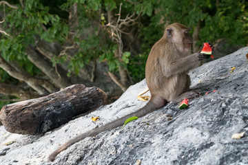 Monkeys eating fruits on Monkey Beach, Phi Phi Don  island