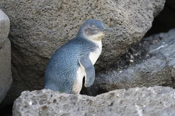 Printed roller blinds Penguin Little penguin returning from sea to the nesting area
