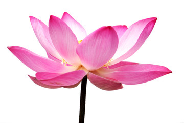 lotus flower isolated on white background.