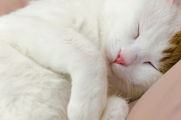 Fototapeta na wymiar Sleeping kitty