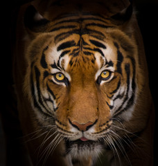 Naklejka premium Sumatran Tiger close-up.