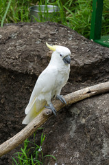 White parrot