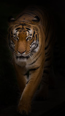 Sumatran Tiger close-up.
