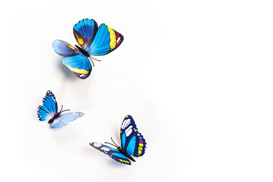 Blue Butterfly On A White Background