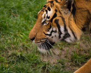 Sumatran Tiger close-up.