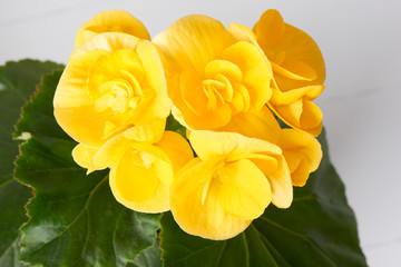 Yellow begonia flower