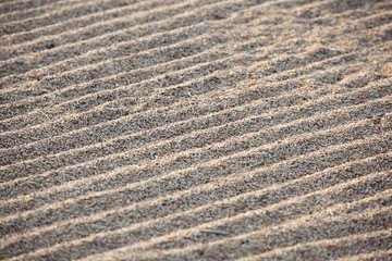 Fototapeta na wymiar paddy rice grain on ground