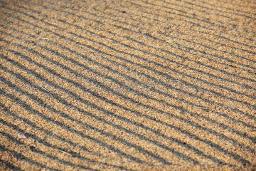 Fototapeta premium paddy rice grain