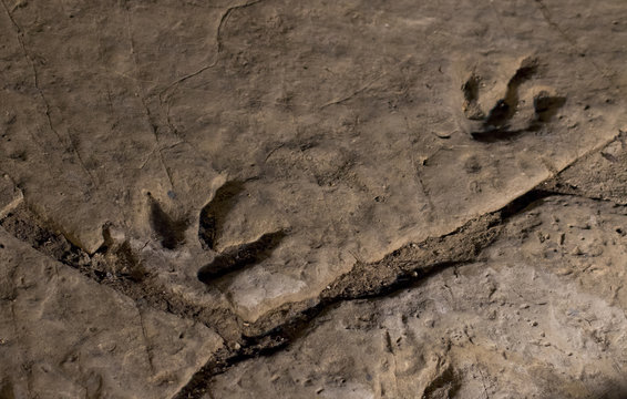 very interesting dinosaur footprint in Georgia