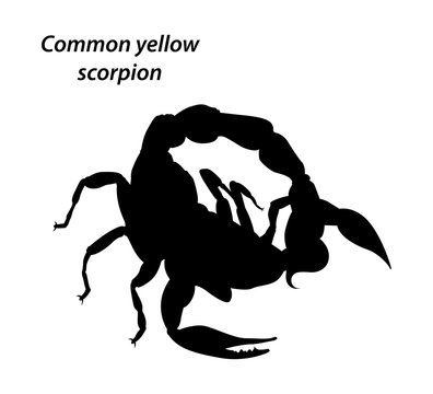 Common yellow scorpion silhouette vector on white background